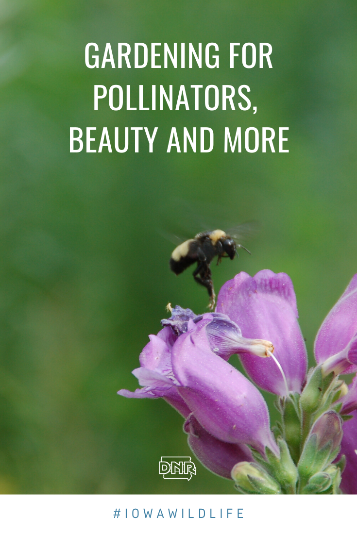 Plan a pollinator garden to turn your lawn into a gorgeous habitat haven  |  Iowa DNR